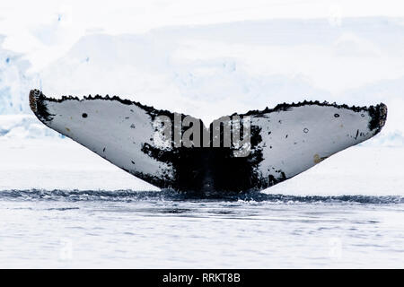 Buckelwal, Wilhelmina Bucht, Antarktis, 13. Januar 2019 Stockfoto