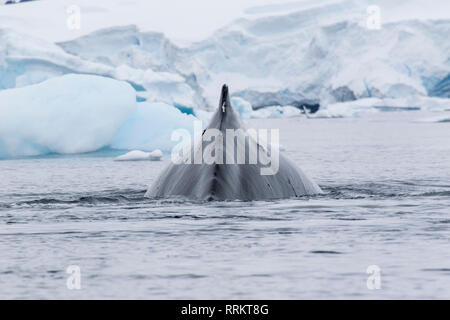 Buckelwal, Wilhelmina Bucht, Antarktis, 13. Januar 2019 Stockfoto