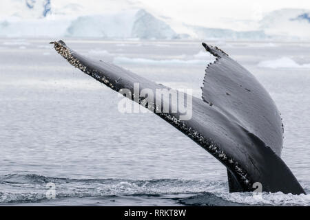 Buckelwal, Wilhelmina Bucht, Antarktis, 13. Januar 2019 Stockfoto