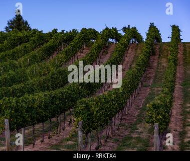 Weinberge in Central Otago, Neuseeland, gegen den blauen Himmel Stockfoto