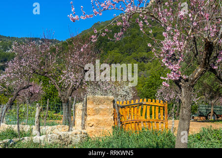 Blühende Mandelbäume in der Nähe von Alaró, Mallorca, Balearen, Spanien Stockfoto