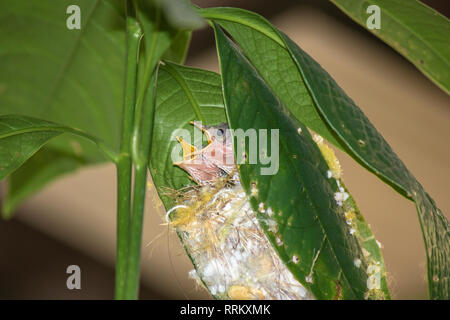 Baby gemeinsame Maßgeschneiderte (Orthotomus sutorius) Vogel im Nest auf dem Baum. Stockfoto