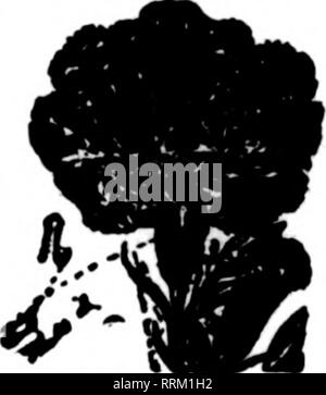 . Floristen Review [microform]. Blumenzucht. Marke erwähnen die ReTlew wenn Yon. schreiben. SPU 1 URNAnONb Pilhbwy 't CniliM Stipli BMtdoTlceonths?" "Markt" JoMph Tisntii" Oonld wttti gefc nicht entlang. thOTau ** 8. W. Plka INI. Ha; MM hr 11.N. Hit> aW lLmikmy, (Mulkmg, m. Erwähnen." Barlew wlwn y< m Writ*. Die REGAN DRUCKEREI große Auflagen von Kataloge Unsere Spezialität - Erhalten Sie unsere Zahlen. 531-537 Plymouth PI., CHICAQO. Bitte beachten Sie, dass diese Bilder aus gescannten Seite Bilder, die digital für die Lesbarkeit verbessert haben mögen - Färbung und Aussehen dieser extrahiert werden Stockfoto