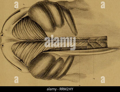 . Aanteekeningen über de Anatomie van den Cryptobranchus Japonicus. Cryptobranchus Japonicus; Salamander. -:^5 S^X. Bitte beachten Sie, dass diese Bilder sind von der gescannten Seite Bilder, die digital für die Lesbarkeit verbessert haben mögen - Färbung und Aussehen dieser Abbildungen können nicht perfekt dem Original ähneln. extrahiert. Schmidt, F. J. J; Goddard, Q. J; Hoeven, Jan van der, 1802-1868. Haarlem, Loosjes Stockfoto