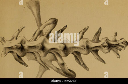 . Aanteekeningen über de Anatomie van den Cryptobranchus Japonicus. Cryptobranchus Japonicus; Salamander. . Bitte beachten Sie, dass diese Bilder sind von der gescannten Seite Bilder, die digital für die Lesbarkeit verbessert haben mögen - Färbung und Aussehen dieser Abbildungen können nicht perfekt dem Original ähneln. extrahiert. Schmidt, F. J. J; Goddard, Q. J; Hoeven, Jan van der, 1802-1868. Haarlem, Loosjes Stockfoto