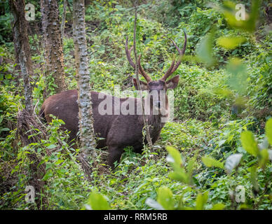 Sambar Hirsche im Chitwan Nationalpark in Nepal Stockfoto