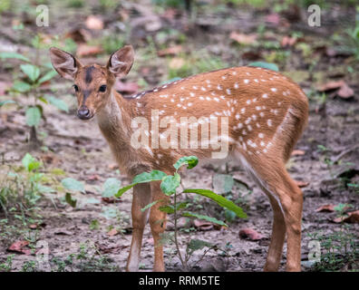 Spotted Deer im Chitwan Nationalpark in Nepal Stockfoto