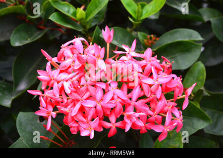 Ixora ist eine Gattung von Blütenpflanzen in der Familie der Rubiaceae. Es ist die einzige Gattung in der Stamm Ixoreae. Es besteht aus tropischen immergrünen Bäumen und s Stockfoto