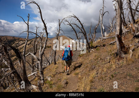 WY 03849-00 ... WYOMING - Wanderer absteigend vom Berg Sheridan Lookout durch einen Wald von Ghost Bäume an einem stürmischen Tag im Yellowstone National Park. Stockfoto