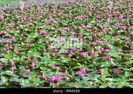 Diese spektakuläre Ort ist die Heimat von Millionen von Lotus Blumen und passenderweise den Roten Lotus Meer oder Talay Bua Daeng Stockfoto