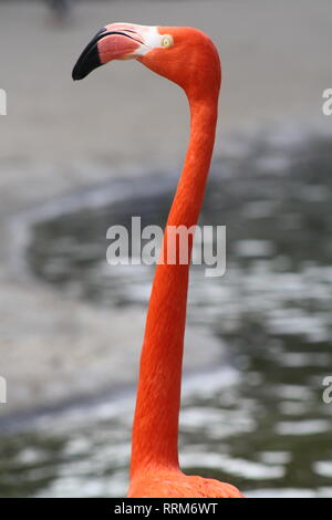 Pink Flamingo In Der Nähe Von Wasser San Diego Zoo Kalifornien Stockfoto