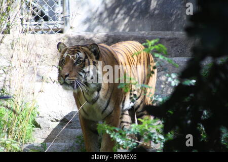 Sumatran Tiger San Diego Zoo Kalifornien Stockfoto