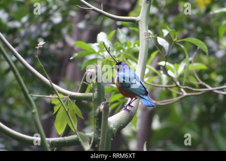 Golden Breasted Starling auf Zweig Scripps Aviary San Diego Zoo San Diego Kalifornien so Cal selten hell gefärbten Vogel metallischen Gefieder grün Stockfoto