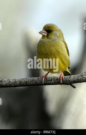 Chloris chloris Stockfoto