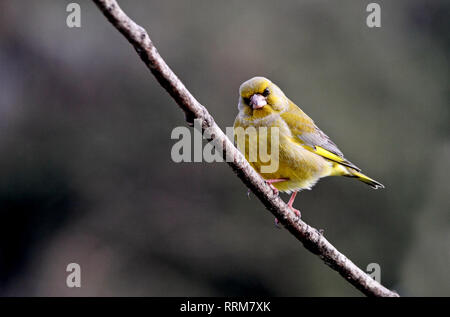 Chloris chloris Stockfoto