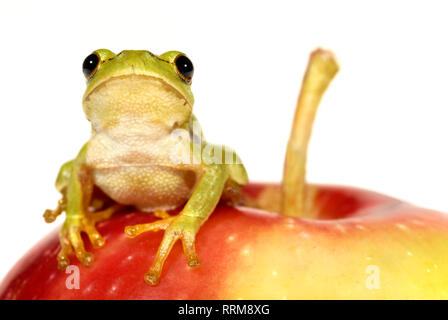 Kleine grüne Laubfrosch auf red apple Sitzen - isoliert weißer Hintergrund Stockfoto