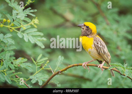 Baya Weaver (Ploceus philippinus), männlich auf Zweig thront. Rajasthan. Indien. Stockfoto