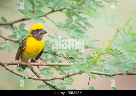 Baya Weaver (Ploceus philippinus), männlich auf Zweig thront. Rajasthan. Indien. Stockfoto