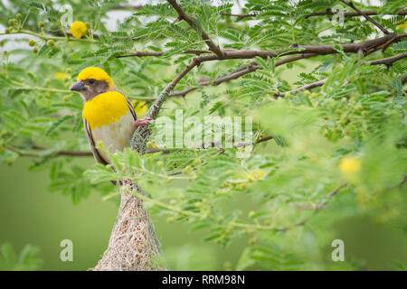 Baya Weaver (Ploceus philippinus), männlich auf seinem Nest. Rajasthan. Indien. Stockfoto