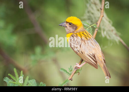 Baya Weaver (Ploceus philippinus), männlich auf Zweig thront. Rajasthan. Indien. Stockfoto