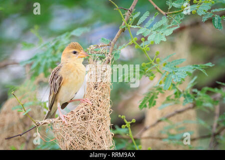 Baya Weaver (Ploceus philippinus), Frau auf seinem Nest. Rajasthan. Indien. Stockfoto