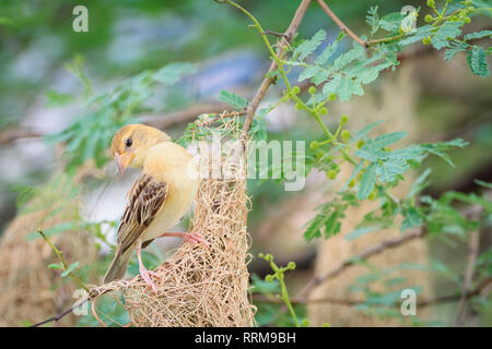 Baya Weaver (Ploceus philippinus), Frau auf seinem Nest. Rajasthan. Indien. Stockfoto