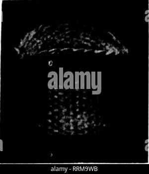 . Floristen Review [microform]. Blumenzucht. Grüne hohe Hüte für Griffe der Körbe 5 Zoll Dutzend, $ 1,75 $ 12,50 pro 100 Miniatur Hut. Am besten geeigneten Neuheit für St. Patrick's Day. Eine kleine Shamrock Werk in es verkauft. Entweder natürliche Farbe oder grün gefärbt. p^^^^^^^^^^^^ Nr. Nr. 7210-2 7210-1 $ 1,00 1,50 Nr.7210-32,00. Nr. 7210 NEUHEIT KÖRBE FÜR OSTERN; TRF-TN-Sortiment, $ 10.00, $ 18.00, $ 25,00 H. BAYERSDORFER &Amp; CO.'"^'^i^SSSfn i' P^VORBEREITET CYCAS Blätter pro 100 8/12 Zoll 11.80 16/20 Zoll 3,00 24/28 Zoll 6,00 6,50 40/44 82/36 Zoll Zoll 9,60 Pro 100 12/16 inch $ 1,90 20/24 Stockfoto