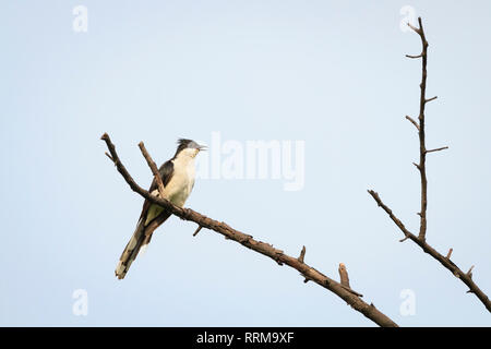 Jakobiner Kuckuck (Clamator jacobinus) auf Baum gehockt. Keoladeo Nationalpark. Bharatpur. Rajasthan. Indien. Stockfoto