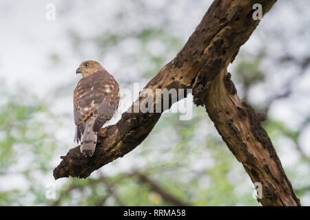 Shikra (Accipiter badius) auf Zweig thront. Keoladeo Nationalpark. Bharatpur. Rajasthan. Indien. Stockfoto