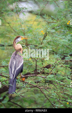 Orientalische Schlangenhalsvogel (Anhinga melanogaster) auf Baum gehockt. Keoladeo Nationalpark. Bharatpur. Rajasthan. Indien. Stockfoto