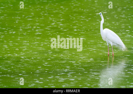Silberreiher (Ardea alba) in Wasser. Keoladeo Nationalpark. Bharatpur. Rajasthan. Indien. Stockfoto