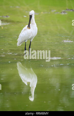 Löffler (Platalea leucorodia) putzen Federn auf flachem Wasser. Keoladeo Nationalpark. Bharatpur. Rajasthan. Indien. Stockfoto