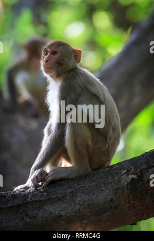 Rhesusaffen (Macaca mulatta), weibliche Portrait. Keoladeo Nationalpark. Bharatpur. Rajasthan. Indien. Stockfoto