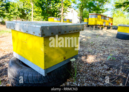 Junge biene Kolonie in kleinen hölzernen bunte Bienenstöcke im Obstgarten am frühen Morgen gelegt. Stockfoto