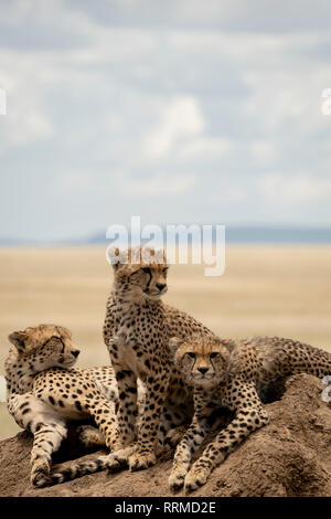 Fünf Gepard auf einem termitenhügel Damm in der Serengeti Tansania Stockfoto