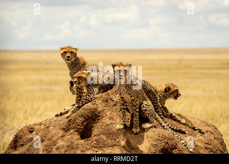 Fünf Gepard auf einem termitenhügel Damm in der Serengeti Tansania Stockfoto