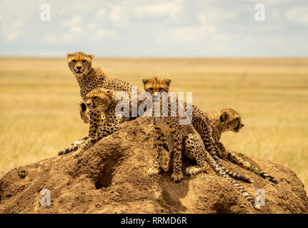 Fünf Gepard auf einem termitenhügel Damm in der Serengeti Tansania Stockfoto