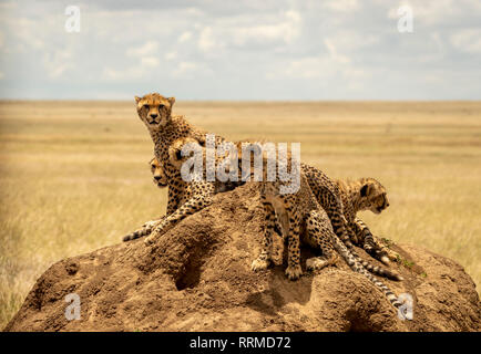 Fünf Gepard auf einem termitenhügel Damm in der Serengeti Tansania Stockfoto