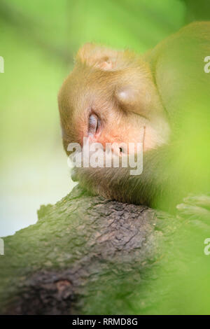 Rhesusaffen (Macaca mulatta) ruht im Baum. Keoladeo Nationalpark. Bharatpur. Rajasthan. Indien. Stockfoto