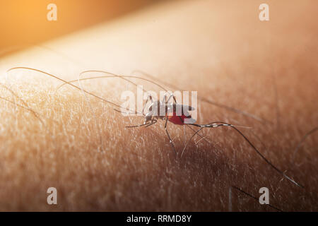 Moskito gesaugt Blut auf die menschliche Haut. Saison der Moskitos. Grippe und Fieber Dengue. Stockfoto