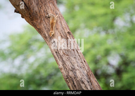 Fünf-gestreiften Palm Squirrel (Funambulus pennantii) nach unten klettern. Keoladeo Nationalpark. Bharatpur. Rajasthan. Indien. Stockfoto