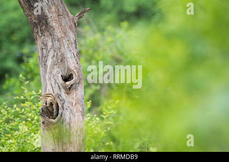 Fünf-gestreiften Palm Squirrel (Funambulus pennantii) auf Baumstamm in der Nähe von Nest hole. Keoladeo Nationalpark. Bharatpur. Rajasthan. Indien. Stockfoto