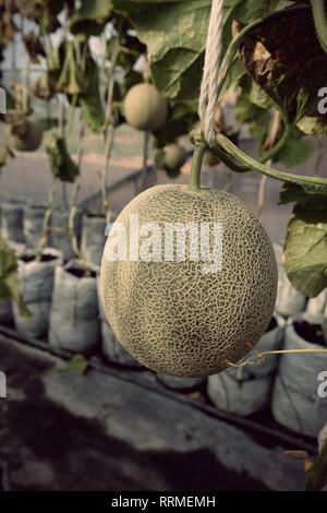 Junge Triebe der japanischen Melonen oder grüne Melonen oder Melone Melonen Pflanzen im Gewächshaus farm string Melone Netze unterstützt. Stockfoto