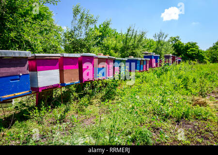 Holz- bunte Bienenstöcke in einer Reihe vor Wald platziert sind, bienenvolk. Stockfoto