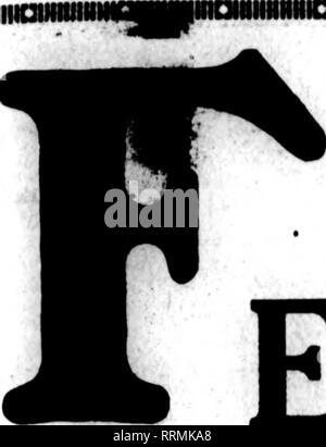 . Floristen Review [microform]. Blumenzucht. r-•-r "?": "?" •< Juli 17, 1919. Die Floristen^ Review 37 siflRiHatimii. imiMiaHHWIMOMHIHHiaiUttlMnOHIIIIIUIiaMIMUIIiaiiNUIil ANCY (spezielle) ern Kabel: Designs WrUe hr Unsere "neuen Stil" Liste, Sie können "Siehe Yin CIST A A CLUCE "C.A.KUEHN FLORISTEN GROSSHANDEL ICH1312 Pine Street, ST. LOUIS, MO. Yiu Leive trder mit ui für regelmäßige ihipments pro 1000, $ 2,00 iTiiiiiiionuHiiiioimuiiniaMwiiiaauiiHuiuauuiiiiiuiauiuiiiiuitaiiiiNuanuiMiiu^ laMMNnniNiiiiiinonNimncmunniiniiinnHinaiunninaiiNM GLADIOLEN! Gladiolen!! Kein Zweifel, die Gl Stockfoto