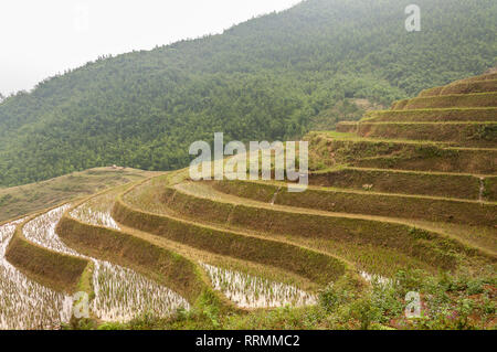 Terraced Rice Paddy Hill an einem bewölkten Tag, Sa Pa, Vietnam Stockfoto