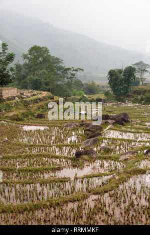 Terraced Rice Paddy Hill an einem bewölkten Tag, Sa Pa, Vietnam Stockfoto