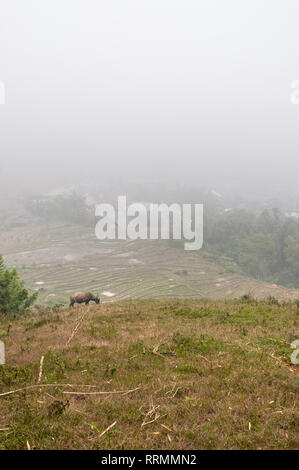 Terrassierten Hügeln im Nebel, Sa Pa, Vietnam Stockfoto