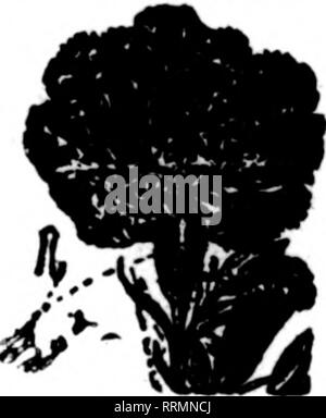 . Floristen Review [microform]. Blumenzucht. Kein verlieren, wenn yon Bend yonr iplit DPBBXOB CABVATIOH oamattoaiwith?? TAPXJKS S5o Pro 1000; 8000 für Tl. OO. Postpaid. JflwLSAkttttkSn422 Mala St. BBVOXB Sprinrflcid, Mass. Arm. Erwähnen Sie die Überprüfung wenn Sie wrlte^ SPLIT aRNATIONS? asUy Geflickt mit PillsbHys derice CanwtiM Staph" am Besten auf dem Markt." Joseph Tnradl konnte nicht entlang wlth< aus ihnen '^8. W. Plka. IIN. Ht: MM hr II N. psitfsM I. Lniltkwy, Gdcsbwf. llL. Immer erwähnen die Floristen * Review bei writinK Inserenten.. Bitte beachten Sie, dass diese Bilder aus gescannten Seite imag extrahiert werden Stockfoto