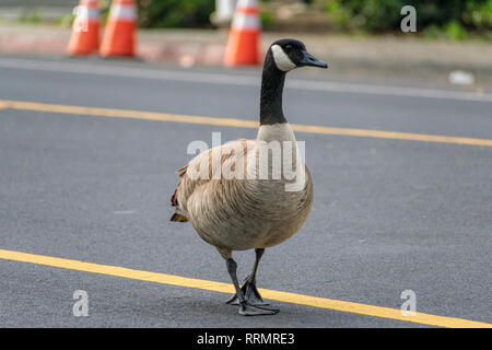 Ein großes Wild nach Kanadagans (Branta canadensis) schlängelt sich city street, verlangsamt den Verkehr und schafft eine Gefahr für Autofahrer und Radfahrer. Stockfoto